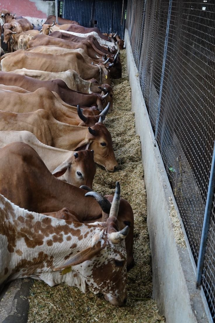 WhatsApp Image 2025-09-02 at 12.25.39 PM