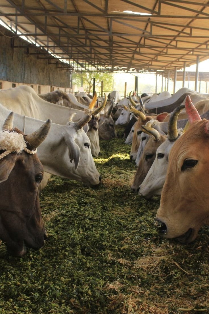 WhatsApp Image 2025-09-02 at 12.25.40 PM