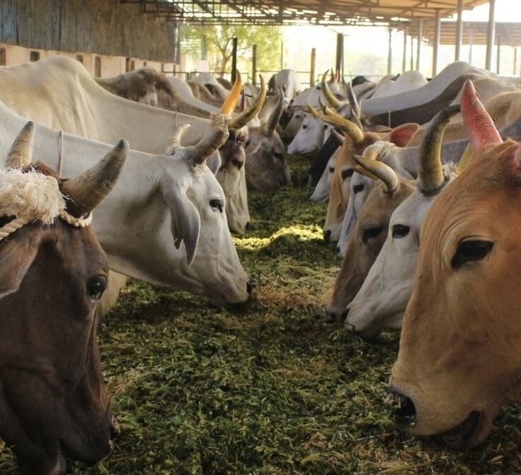 WhatsApp Image 2025-09-02 at 12.25.40 PM